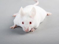 Мышей спасли от сердечной недостаточности