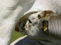 В Новой Зеландии выведена корова, дающая гипоаллергенное молоко