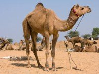 Коронавирус MERS-СoV может передаваться от верблюдов человеку